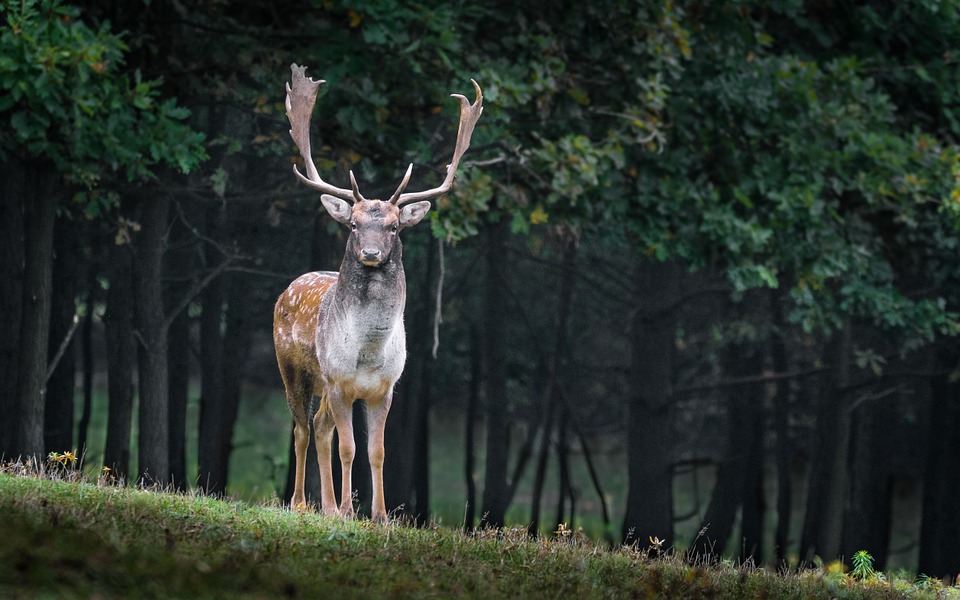 fallow-deer-984573_960_720.jpg