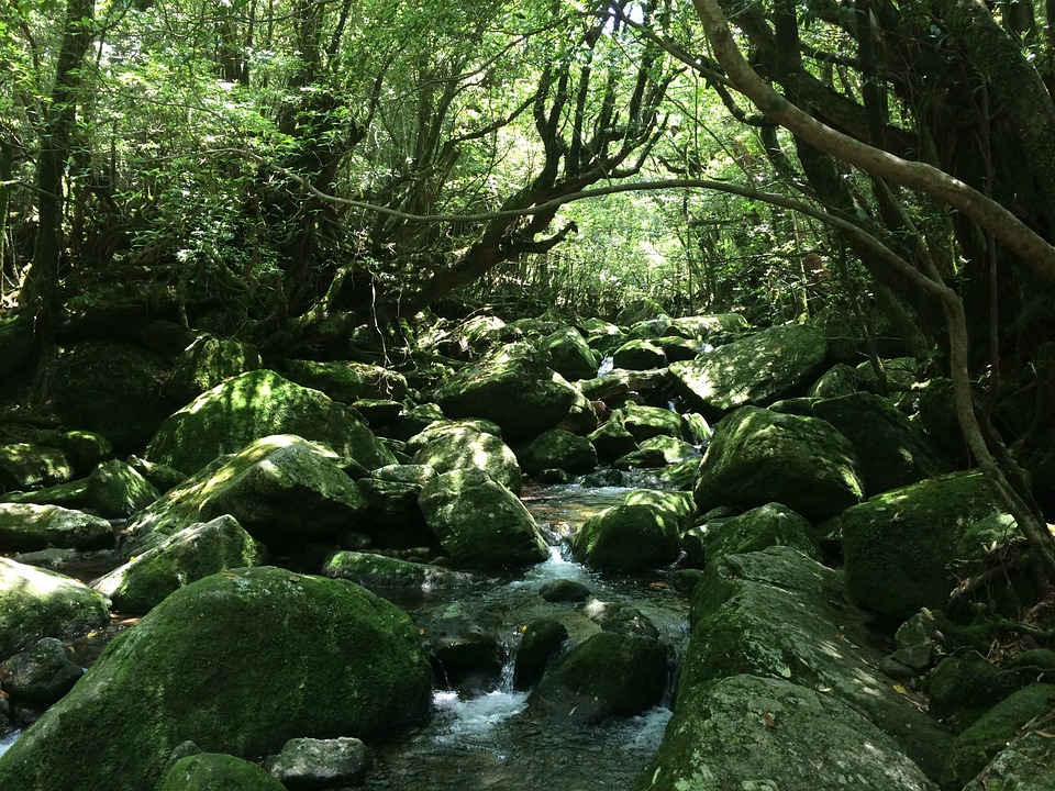yakushima-island-463227_960_720.jpg