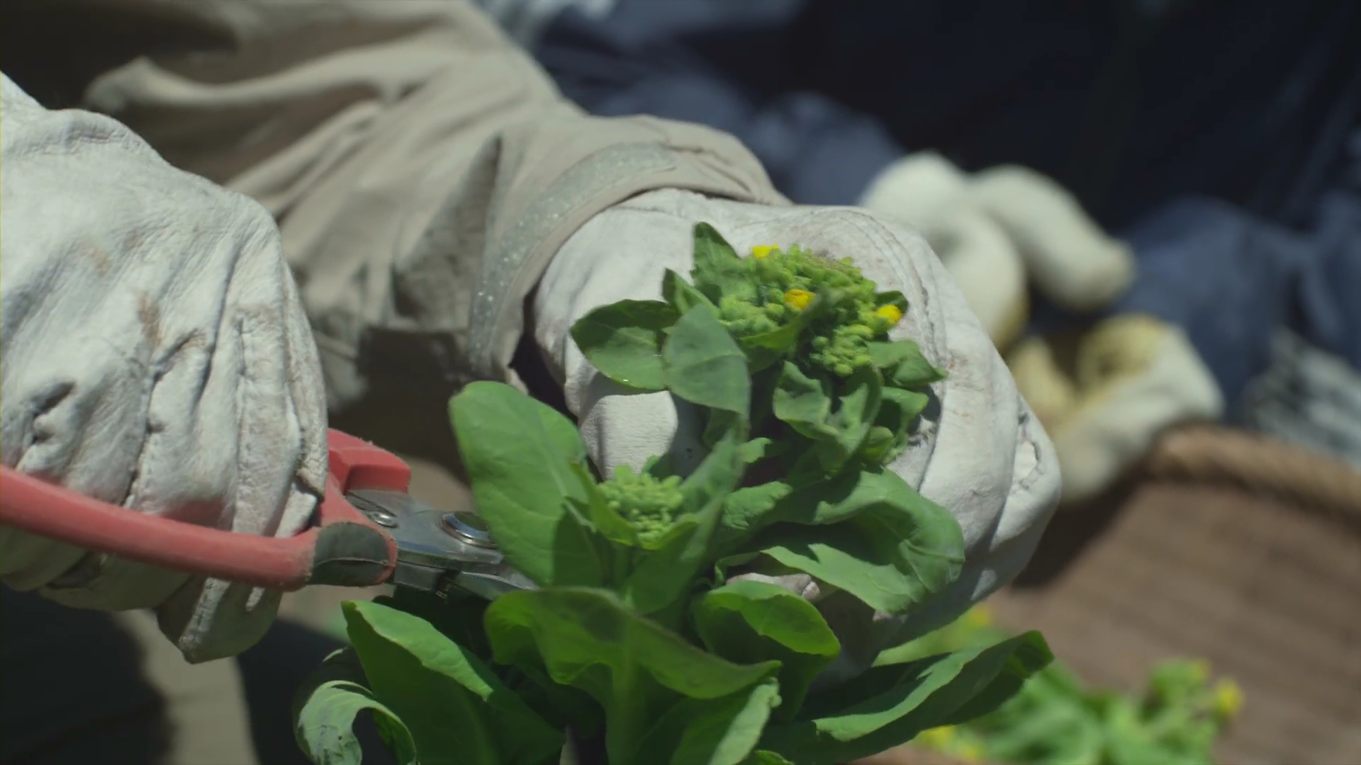 Little.Forest.Winter.Spring.2015.1080p.BRRip.x264-PSW.mp4_004836373.jpg