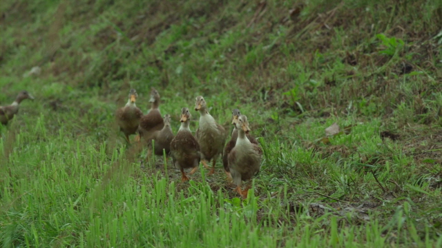 Little.Forest.Summer.Autumn.2014.1080p.BRRip.x264-PSW.mp4_005545456.jpg