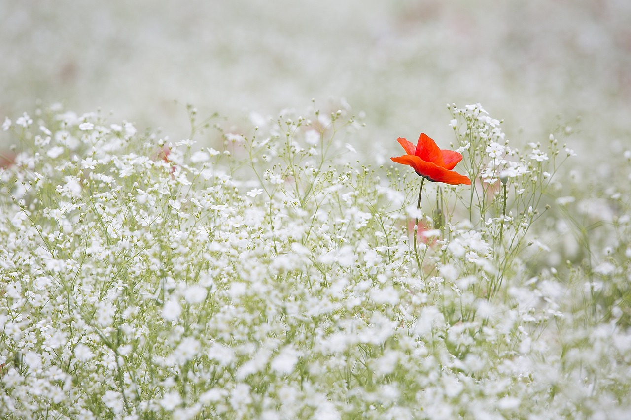poppy-1128683_1280.jpg