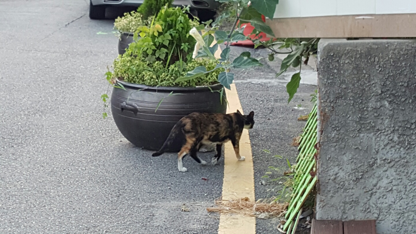 KakaoTalk_20161016_054651399.jpg