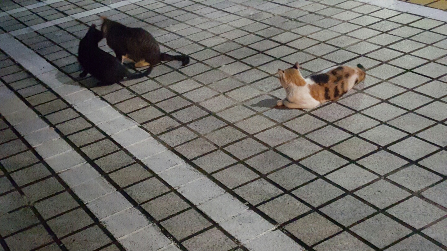 KakaoTalk_20161016_054652402.jpg