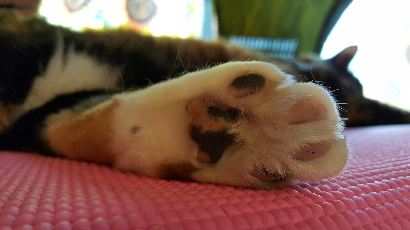 KakaoTalk_20161016_054650444.jpg