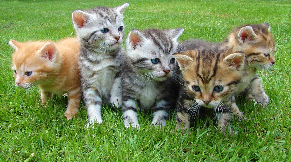 kittens-555822_960_720.jpg