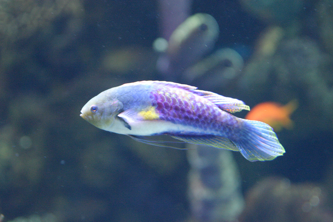 purple-fish-1372270.jpg