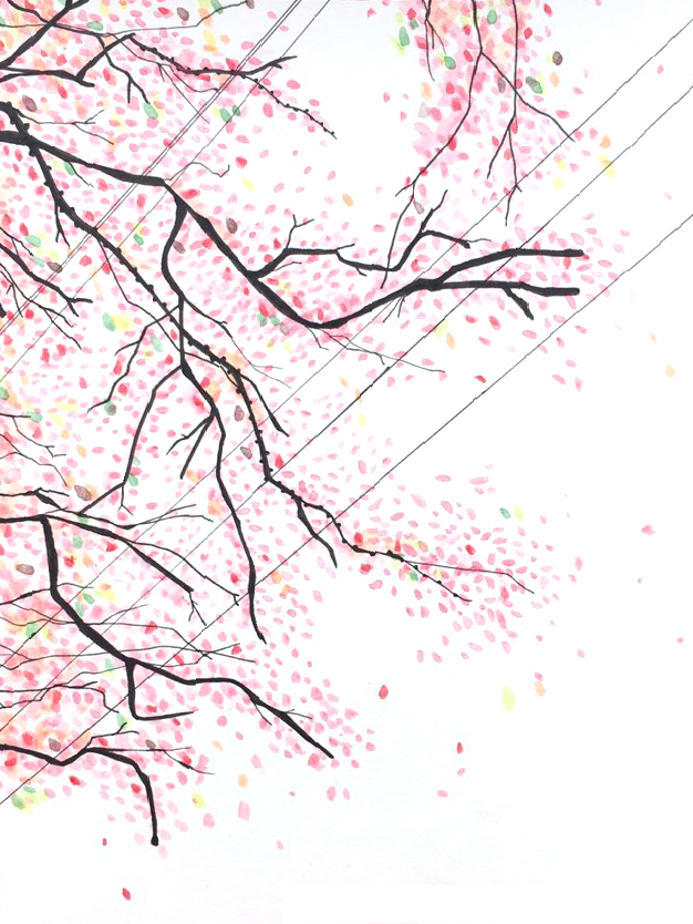 sakura.jpg
