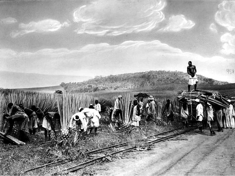 SLAVES_IN_HENEQUEN_FIELDS_멕시코_에네켄_애니깽_김영하_소설_검은꽃.jpg
