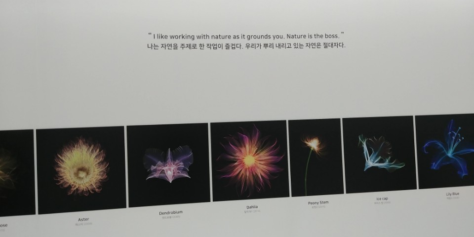 두번째섹션꽃.jpg