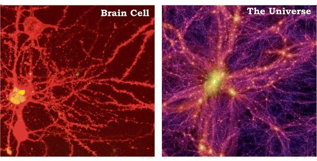 brain+celll.jpg
