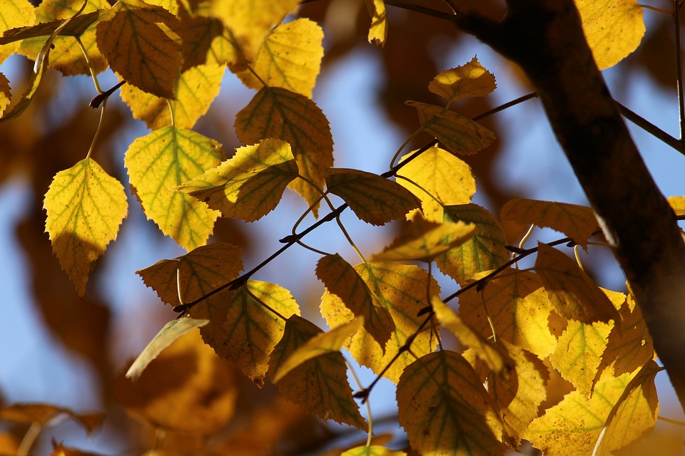 autumn-2530558_960_720.jpg