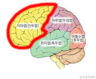 뇌전두엽.jpg