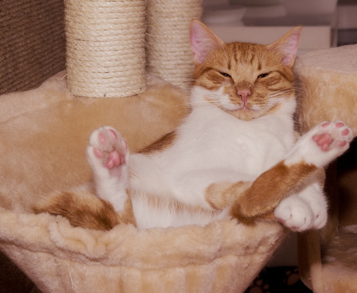 cat-3092650_960_720.jpg