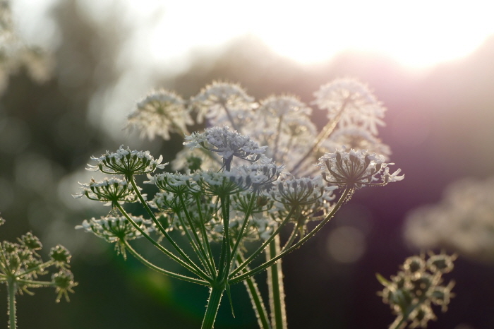 꾸미기_sunlight-1540815_1280.jpg