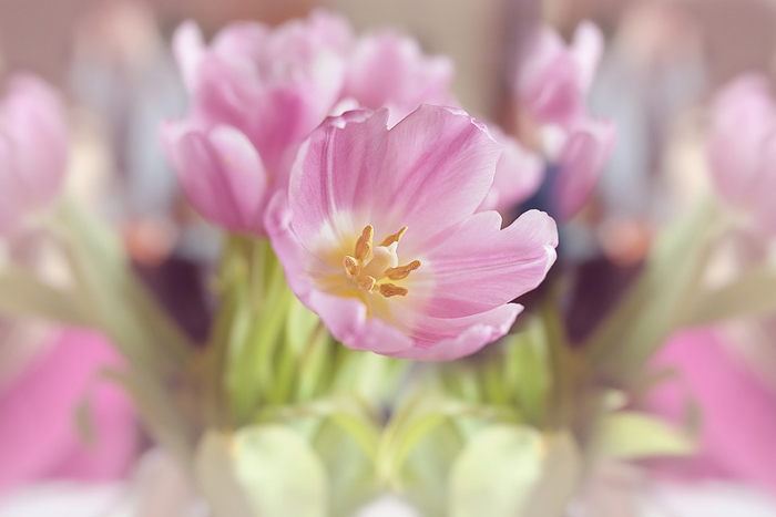 flowers-1338522_960_720.jpg