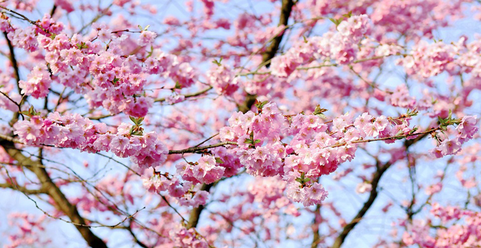 cherry-blossom-1318258_960_720.jpg