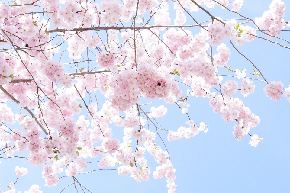 tree-724297_960_720.jpg