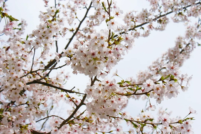 꾸미기_IMG_20180406_125011_567.jpg