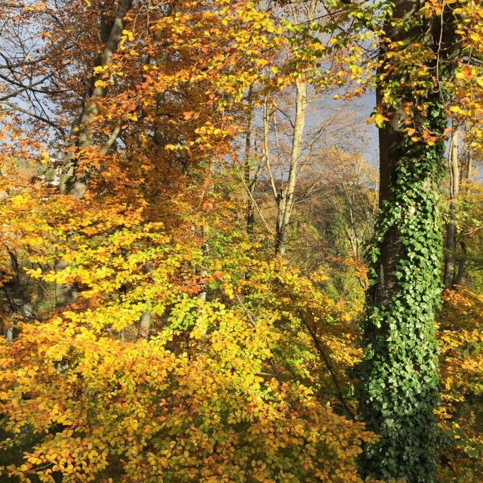 image_8320129141482464789342.jpg