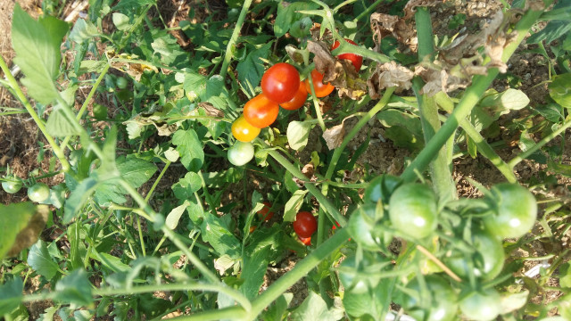 수정됨_방울토마토.jpg