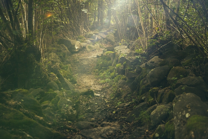 본문_forest-438432_1920.jpg