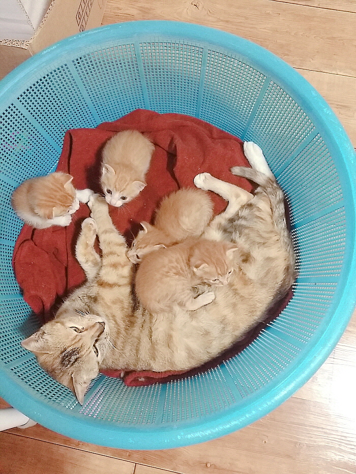 KakaoTalk_20180826_055950853.jpg