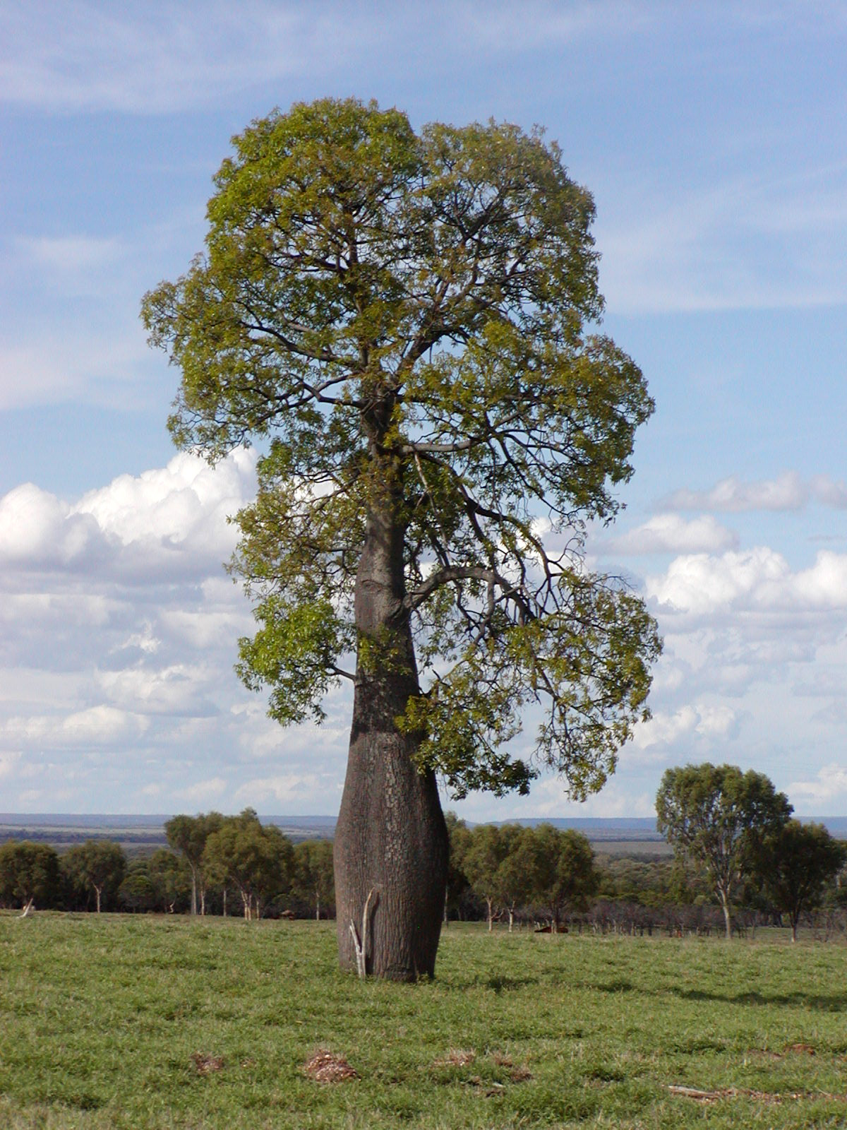 Brachychiton_rupestris.jpg