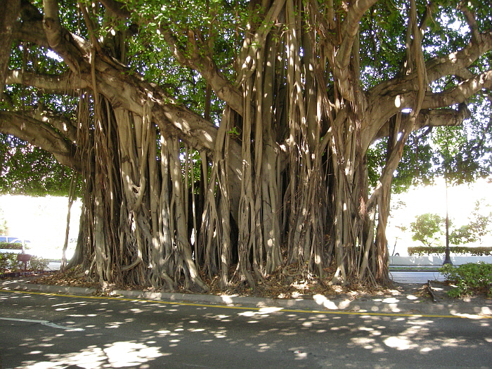 Ficus-Benghalensis-Coral-Gables.JPG