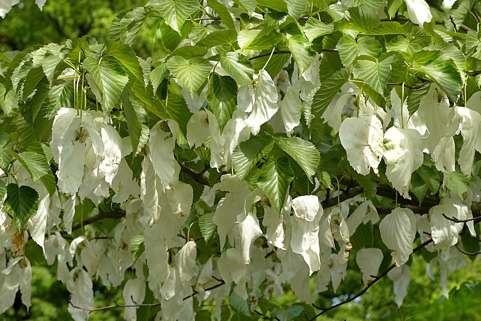 handkerchief-tree-1432165_960_720.jpg