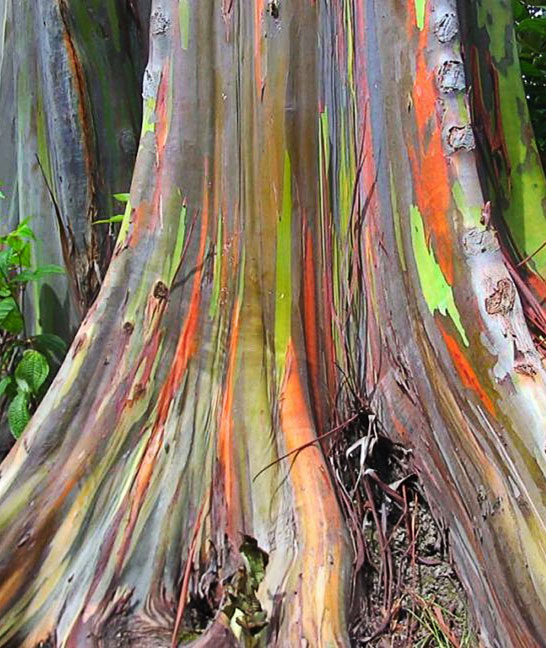 eucalyptus_deglupta_attribute_amelia.jpg
