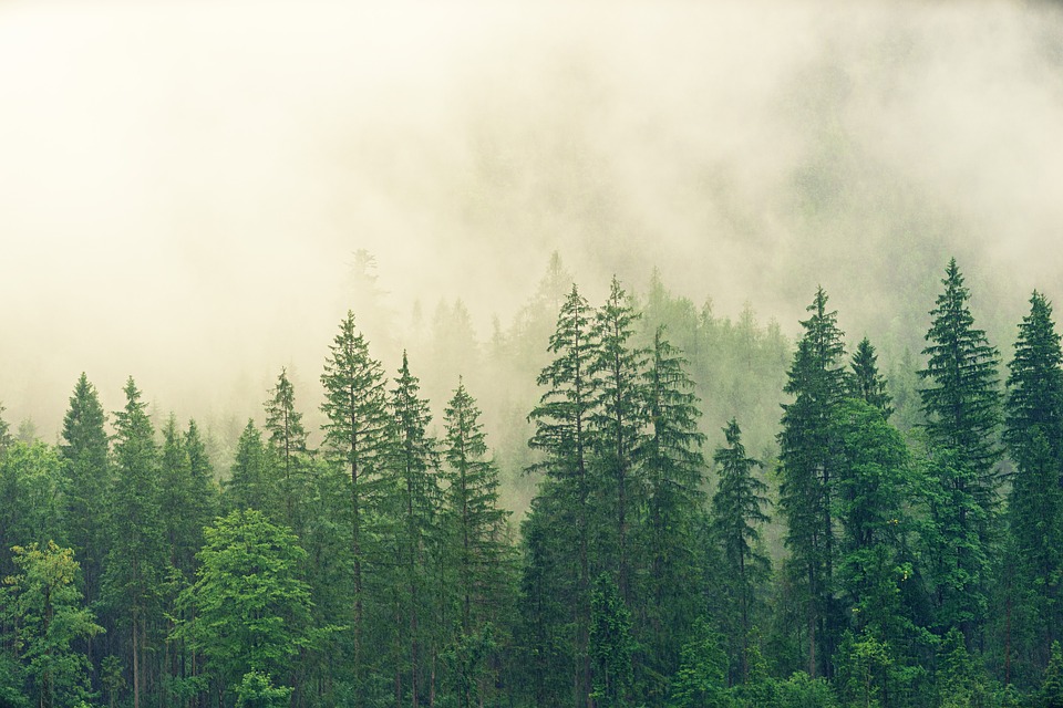 fog-3622519_960_720.jpg