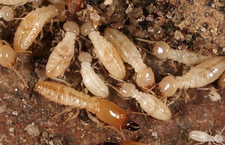 white-ants-in-garden.jpg