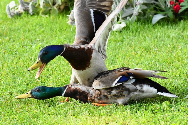 ducks-3826244_640.jpg