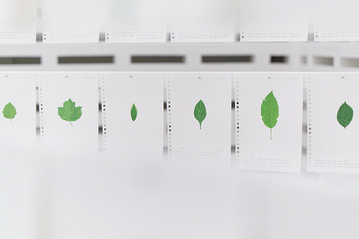 허윤희-나뭇잎 일기4 Diary of Leaves, Gouache on paper, each 29.7 x 21cm,2008-2018.jpg