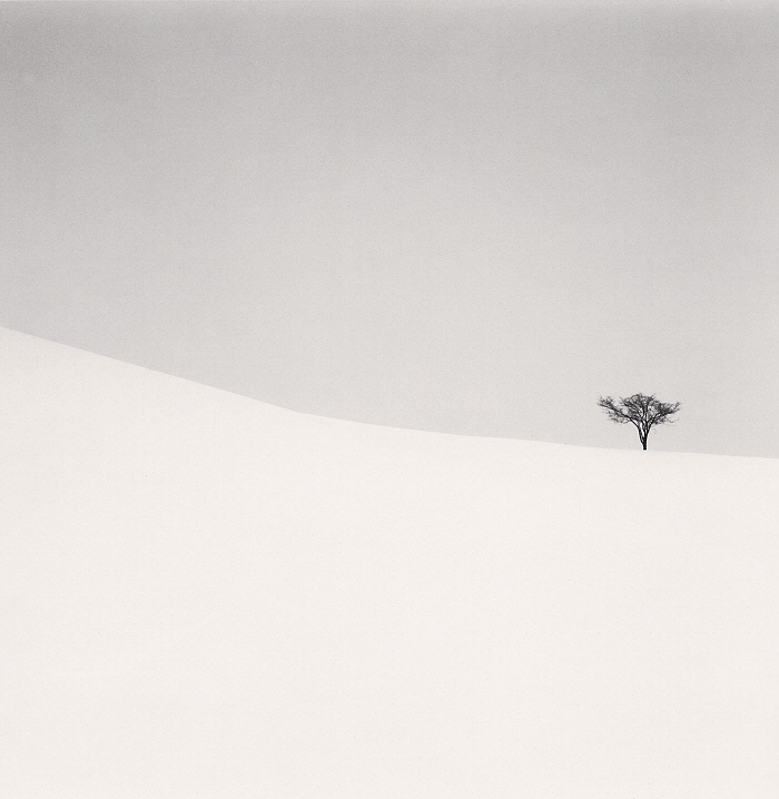 마이클 케나, Single Tree, Mita, Hokkaido, Japn. 2007 Courtesy Gallery KONG.jpg