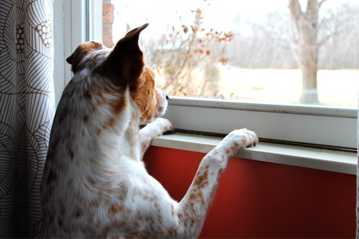크기변환_dog-658206_640.jpg