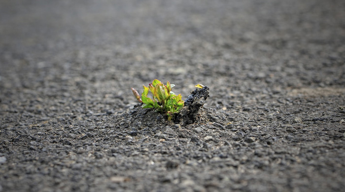 Lovepik_com-442796-branch-buds-in-the-seams-of-the-ground_wx.jpg