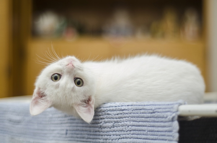크기변환_kitten-1285341_960_720.jpg