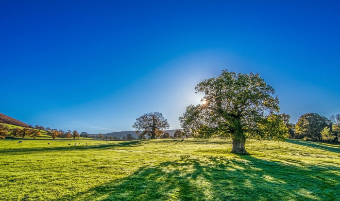 크기변환_tree-2916763_960_720.jpg