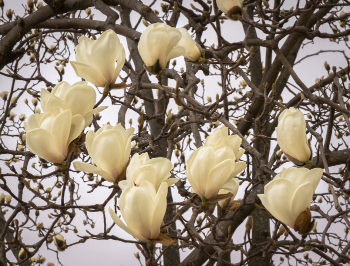 [크기변환]magnolia-2163631_960_720.jpg