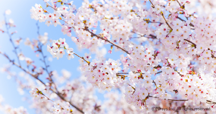 [크기변환]160401-cherryblossom-01.png