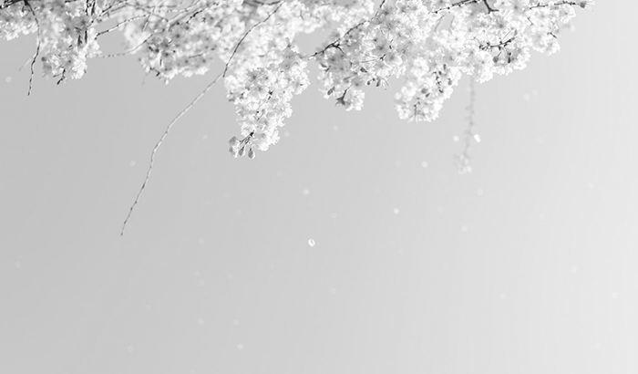 sakura.jpg