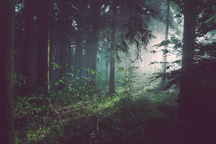forest.jpeg
