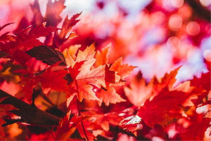 크기변환_maple-leaf-1209695__340.jpg