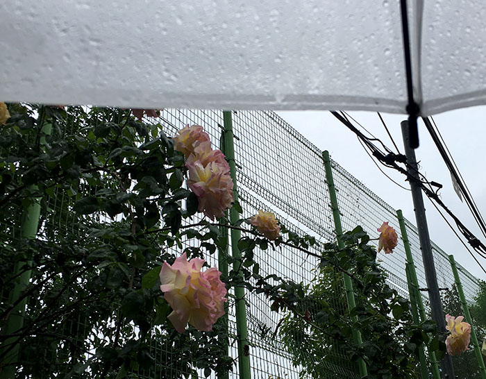 KakaoTalk_20190527_193240623.jpg
