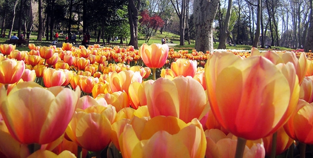 tulips-emirgan-park-istanbul-01.jpg