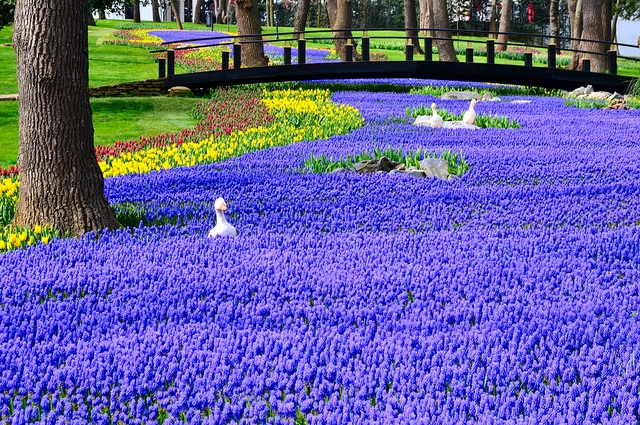 tulips_2.jpg