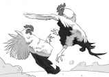 [사자가 끄적일 때] 닭싸움