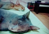 [Opinion] My Lovely Cats [동물]