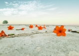 [ART Insight] 사막의 꽃